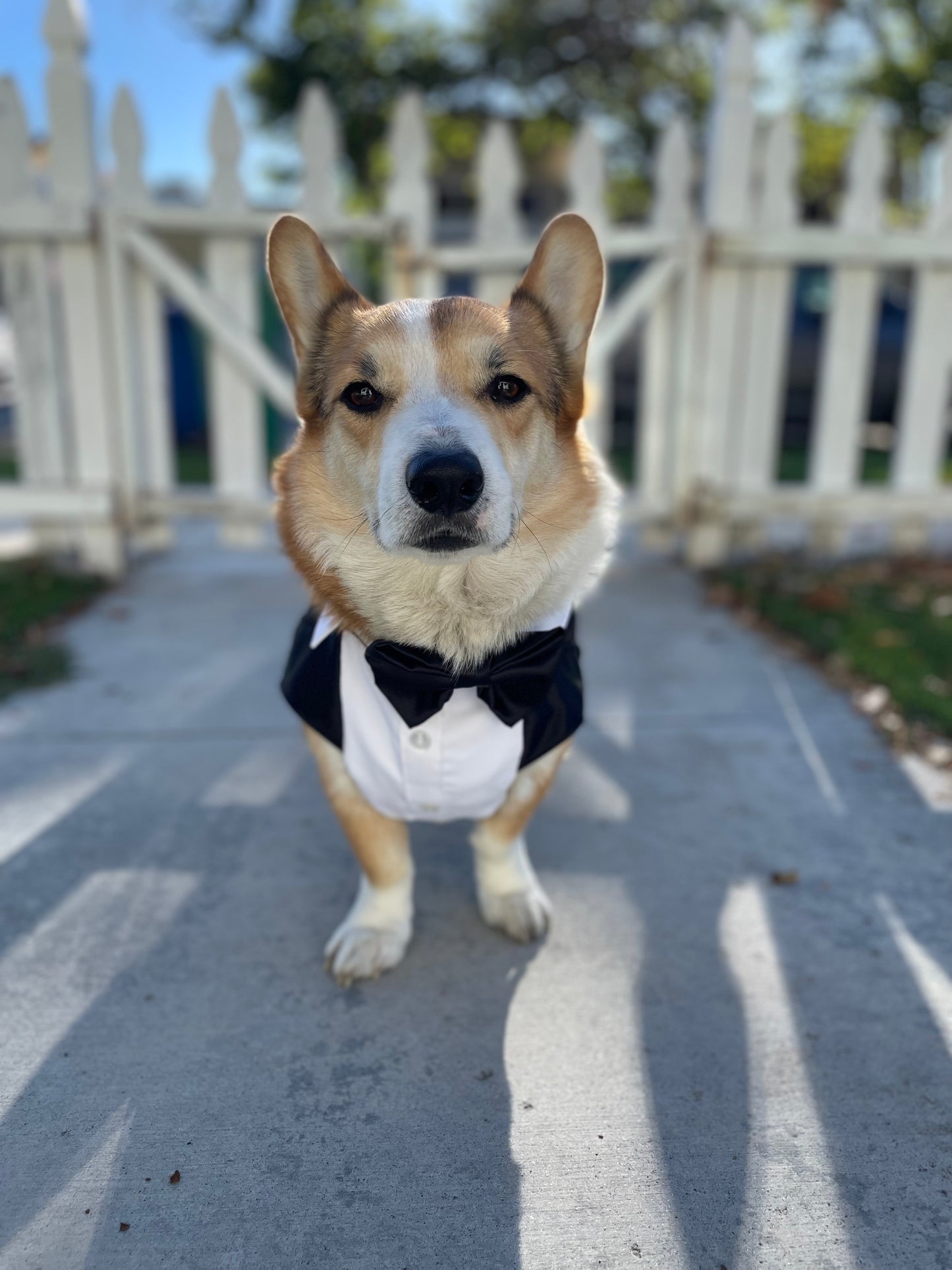 Custom-tailored Tuxedo